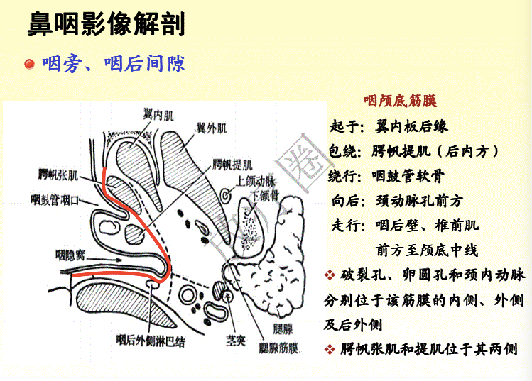 鼻咽癌调强放疗靶区勾画原则