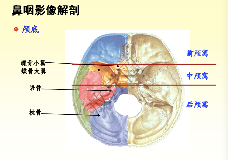 鼻咽癌调强放疗靶区勾画原则