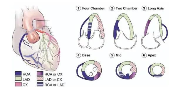 快速读懂心脏超声的5大关键点，心内科医生必知！