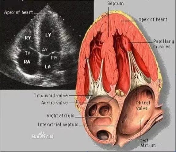 快速读懂心脏超声的5大关键点，心内科医生必知！