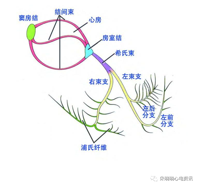 全面解读心电图报告，不再懵懵懂懂！