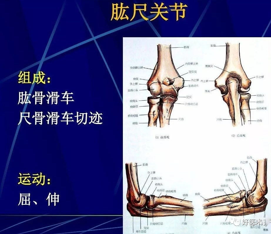 绝不能错过：86张全身关节应用解剖精讲，这份课件值得收藏！