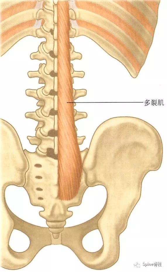 腰椎椎旁肌群，必须掌握的解剖知识！