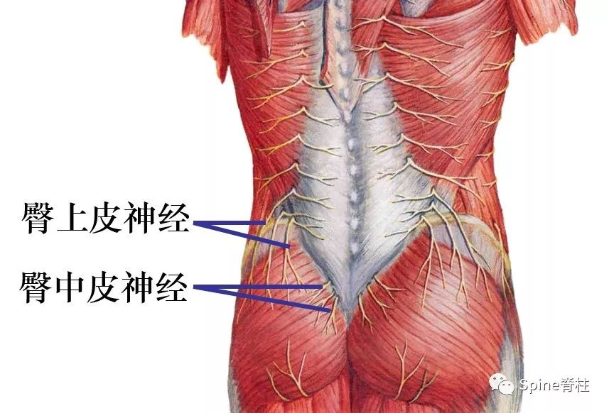 3分钟掌握：门诊容易忽略的疾病--臀上皮神经卡压综合征！