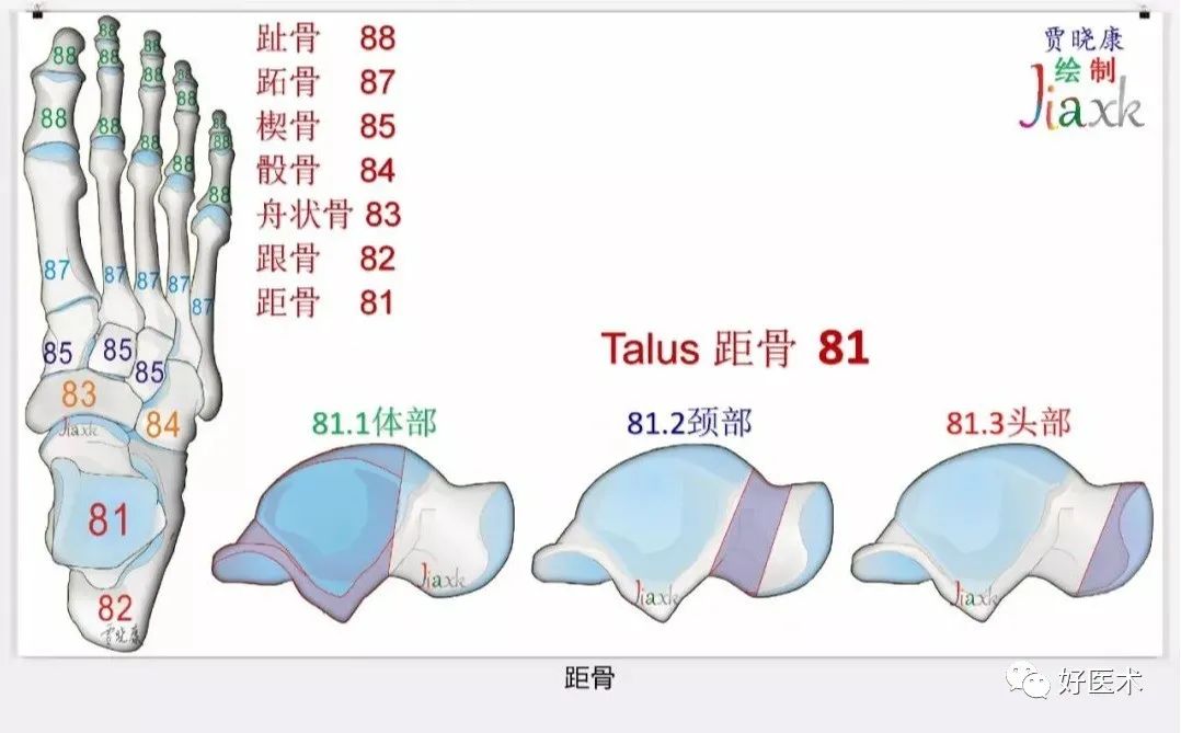 收藏版：636张AO骨折分型高清彩色图谱，比教科书更清晰！