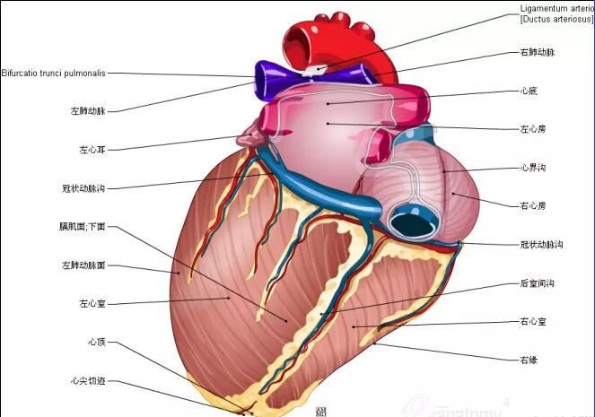 超全心脏解剖图！建议收藏！