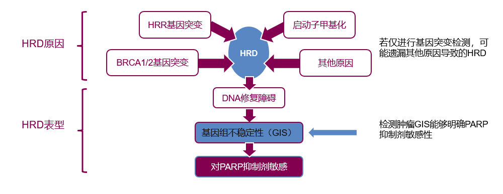 卵巢癌靶向治疗最佳的生物标记物