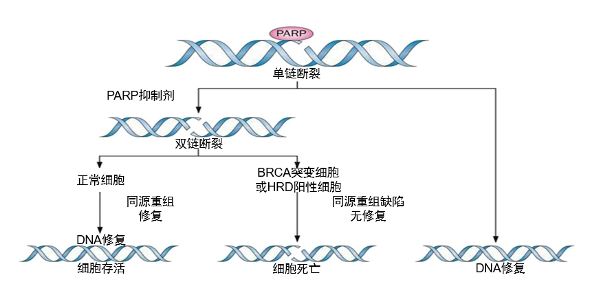 卵巢癌靶向治疗最佳的生物标记物