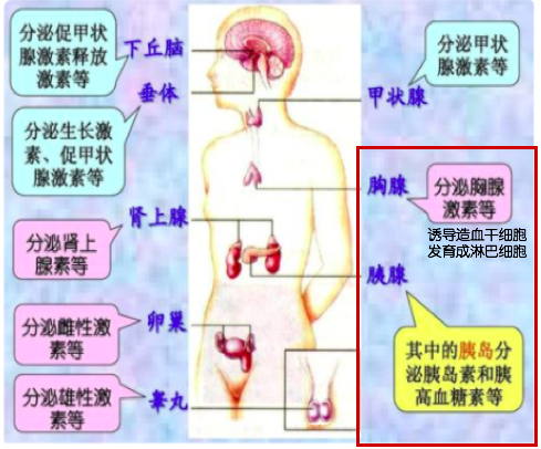 免疫治疗相关不良反应及处理，这篇总结超实用！