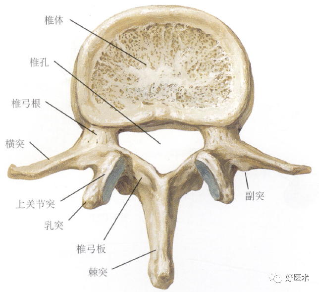 椎间孔内外口解剖图图片