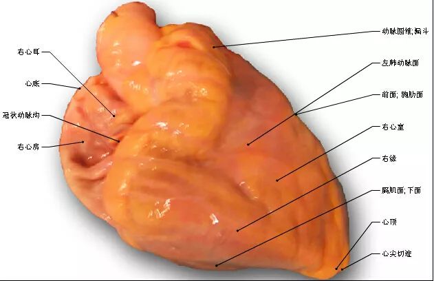 高清心脏解剖图谱，这个必须收藏起来！