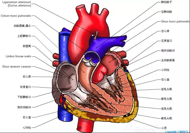 高清心脏解剖图谱，这个必须收藏起来！