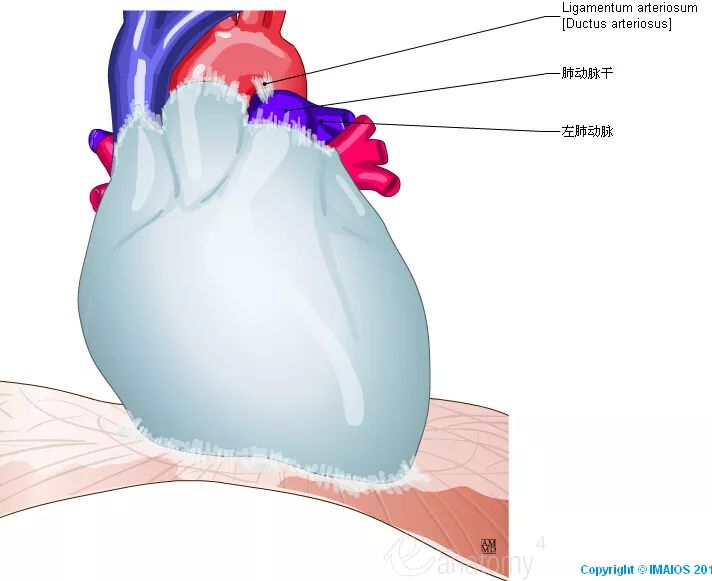 高清心脏解剖图谱，这个必须收藏起来！