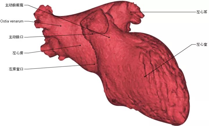 高清心脏解剖图谱，这个必须收藏起来！