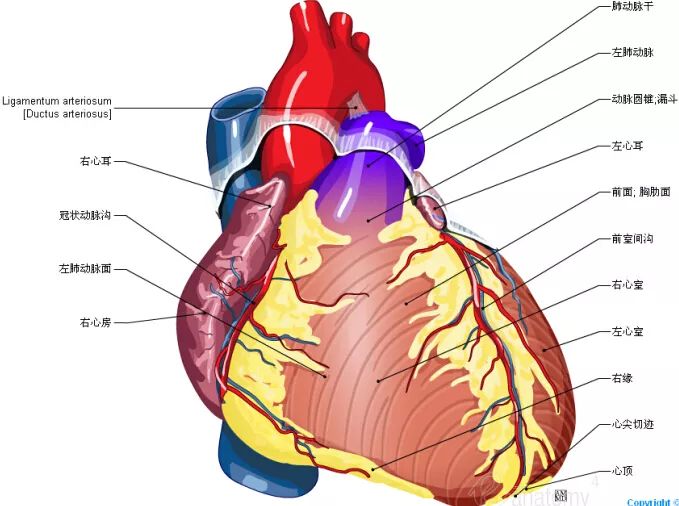 高清心脏解剖图谱，这个必须收藏起来！