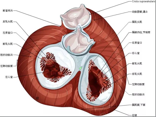 高清心脏解剖图谱，这个必须收藏起来！