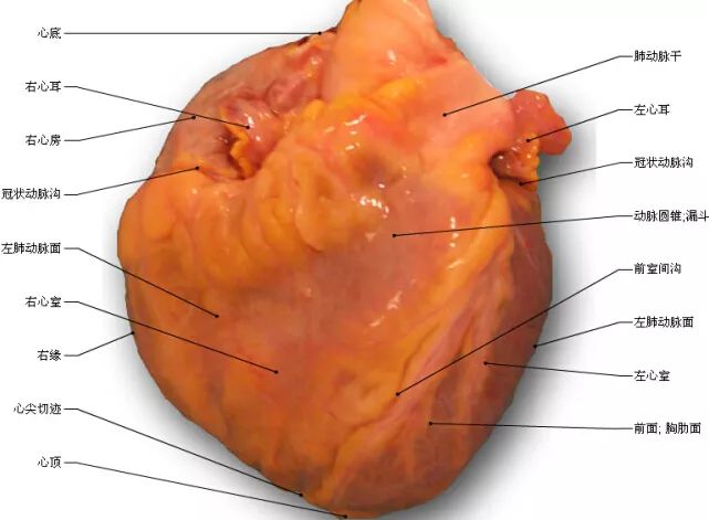 高清心脏解剖图谱，这个必须收藏起来！