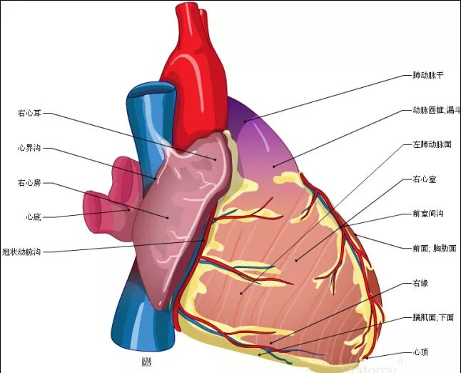 高清心脏解剖图谱，这个必须收藏起来！