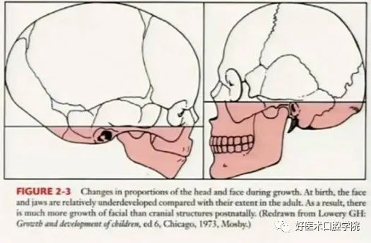 一文快速了解颅面部的生长发育与青春高峰期，正畸医生必知！