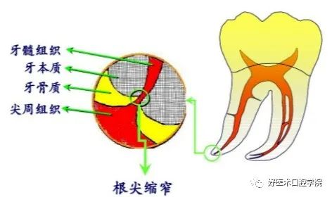 根管解剖详细数据，整理好了随时来看!