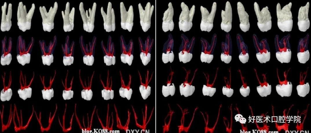 根管解剖详细数据，整理好了随时来看!