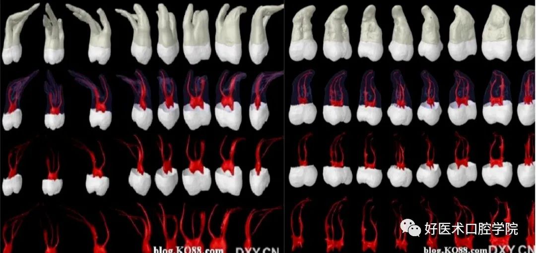 根管解剖详细数据，整理好了随时来看!