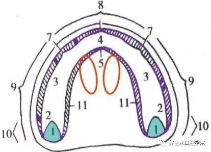 一篇很实用的全口义齿修复临床要点，帮你解决全口修复难题！