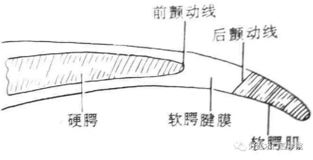 一篇很实用的全口义齿修复临床要点，帮你解决全口修复难题！