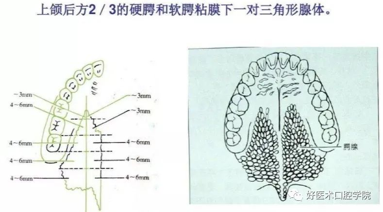 一篇很实用的全口义齿修复临床要点，帮你解决全口修复难题！