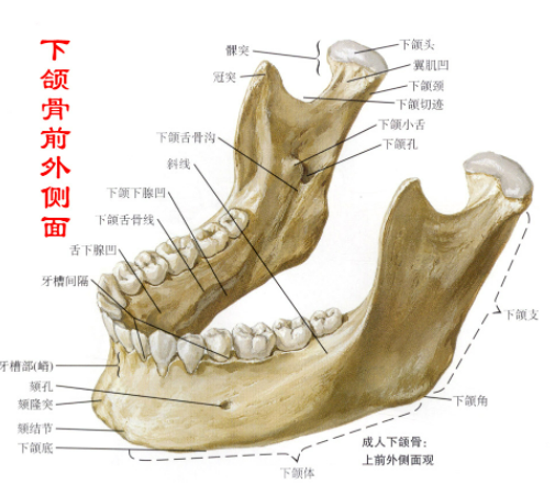 下颌骨解剖应用与种植的关联性，请口腔医生查阅验收！