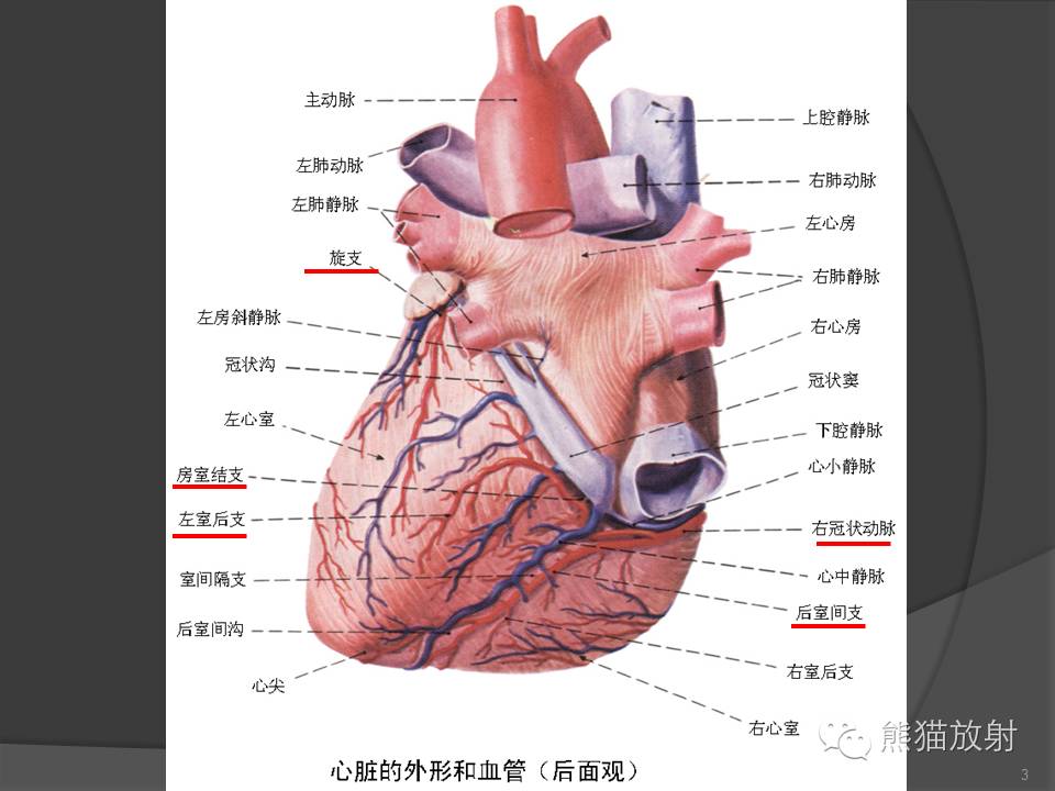冠状动脉系统解剖、CTA解剖，超详细！收藏起来随时看