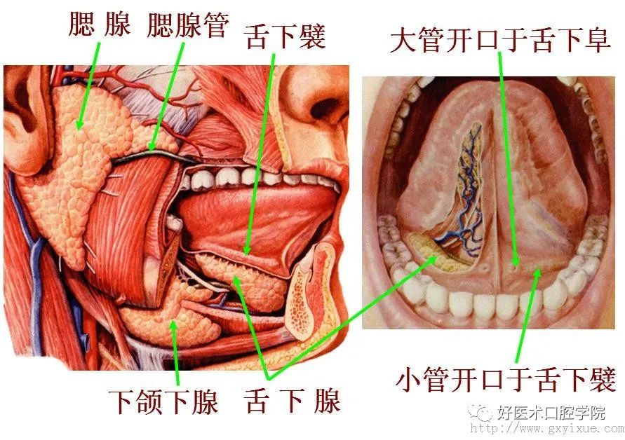 腮腺导管口开口图片