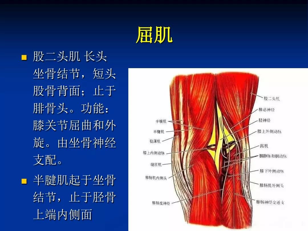 膝关节:关节面-人体图谱-医学