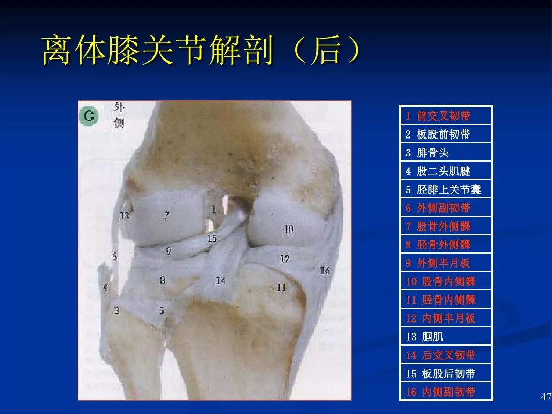 膝关节:关节面-人体图谱-医学