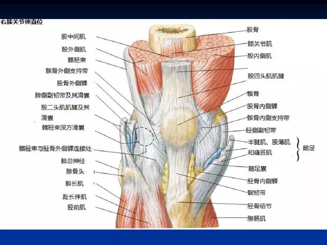 膝关节解剖