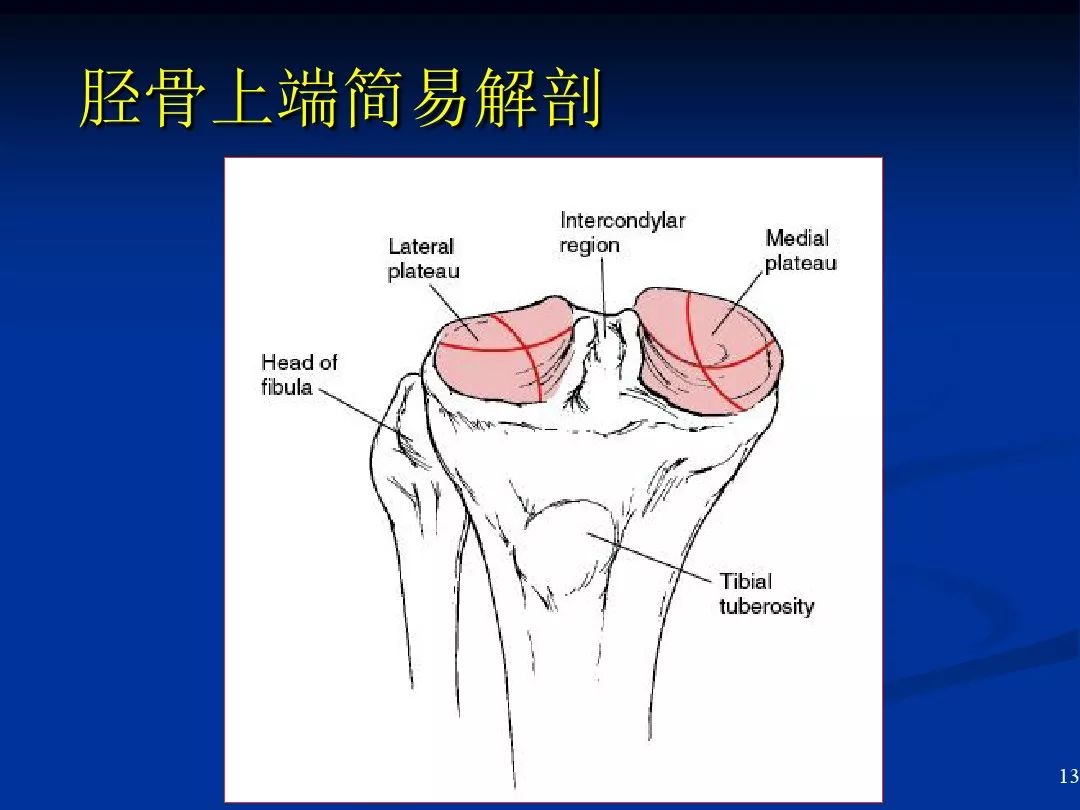 正常膝关节正侧位X线解剖 - 知乎