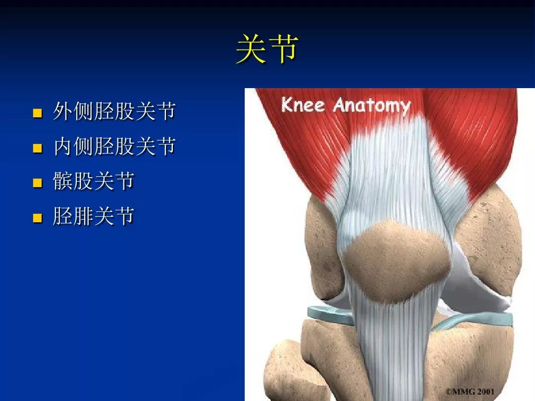 膝关节解剖 - 好医术早读文章 - 好医术-赋能医生守护生命