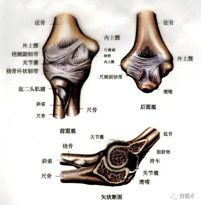 胳膊肘关节解剖图图片