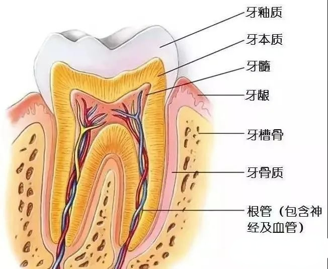 全国爱牙日，牙科医生的这些话说道我心里了，必看！