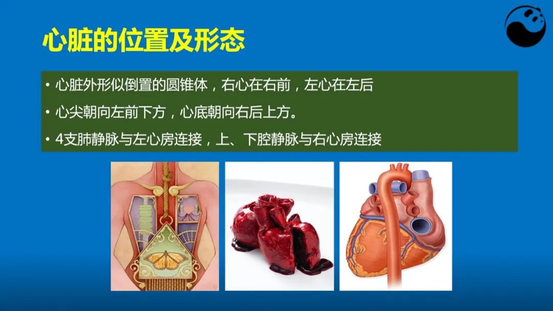 学好超声心动图，这些心脏解剖知识要掌握！