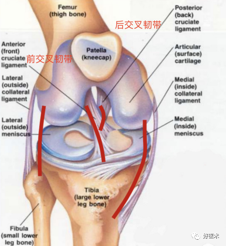 运动最易发生的前交叉韧带损伤，这些诊治策略要收藏！