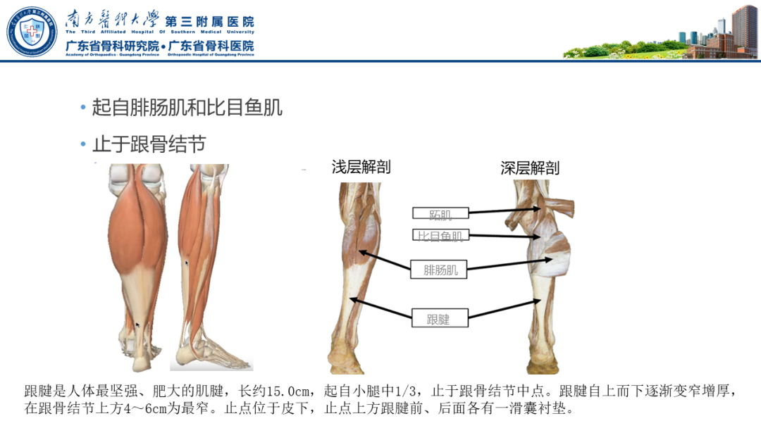 跟腱断裂的修复与重建手术全流程，这篇课件讲解打满分！