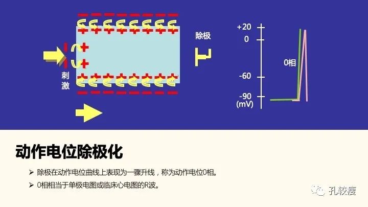 早读丨心电图太难懂学不会？这些基础知识一定要收藏！