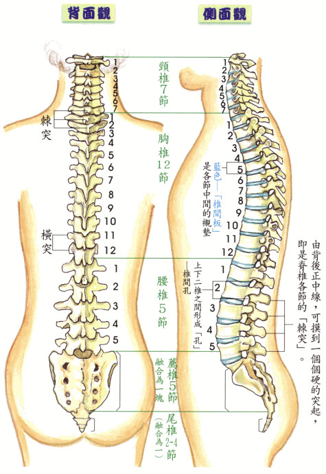 无触诊，不治疗——详解颈椎与胸椎整体结构感触技巧和要点- 好医术早读 