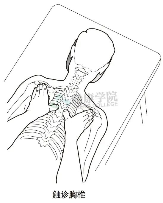 无触诊，不治疗——详解颈椎与胸椎整体结构感触技巧和要点