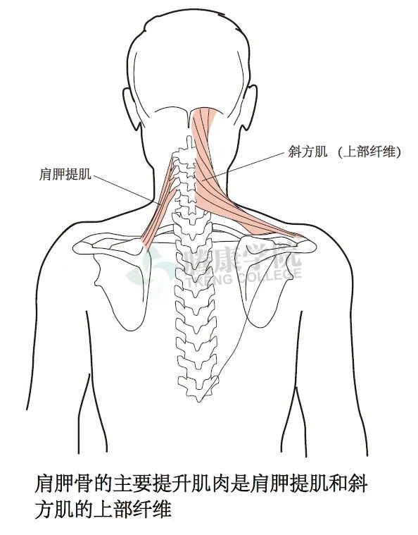 无触诊，不治疗——详解颈椎与胸椎整体结构感触技巧和要点- 好医术早读 