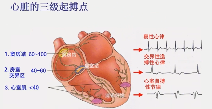 从浅入深，心脏阻滞部位确定超详解