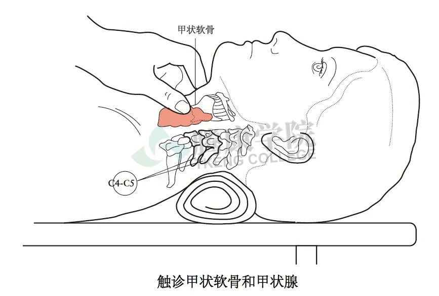 无触诊，不治疗——详解颈椎和胸椎整体结构感触技巧及要点（续篇）