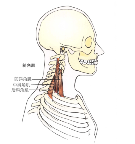 斜角肌位置解剖图图片