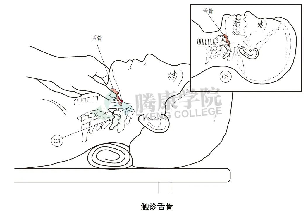 无触诊，不治疗——详解颈椎和胸椎整体结构感触技巧及要点（续篇）